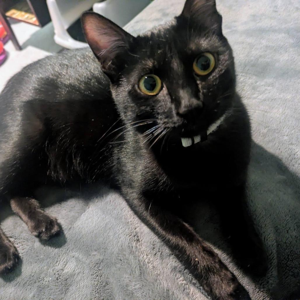 Enlarge Cedella, a Adoptable Domestic Short Hair in FAIRWAY, KS image 3/6