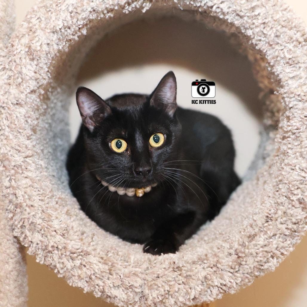 Enlarge Cedella, a Adoptable Domestic Short Hair in FAIRWAY, KS image 2/6