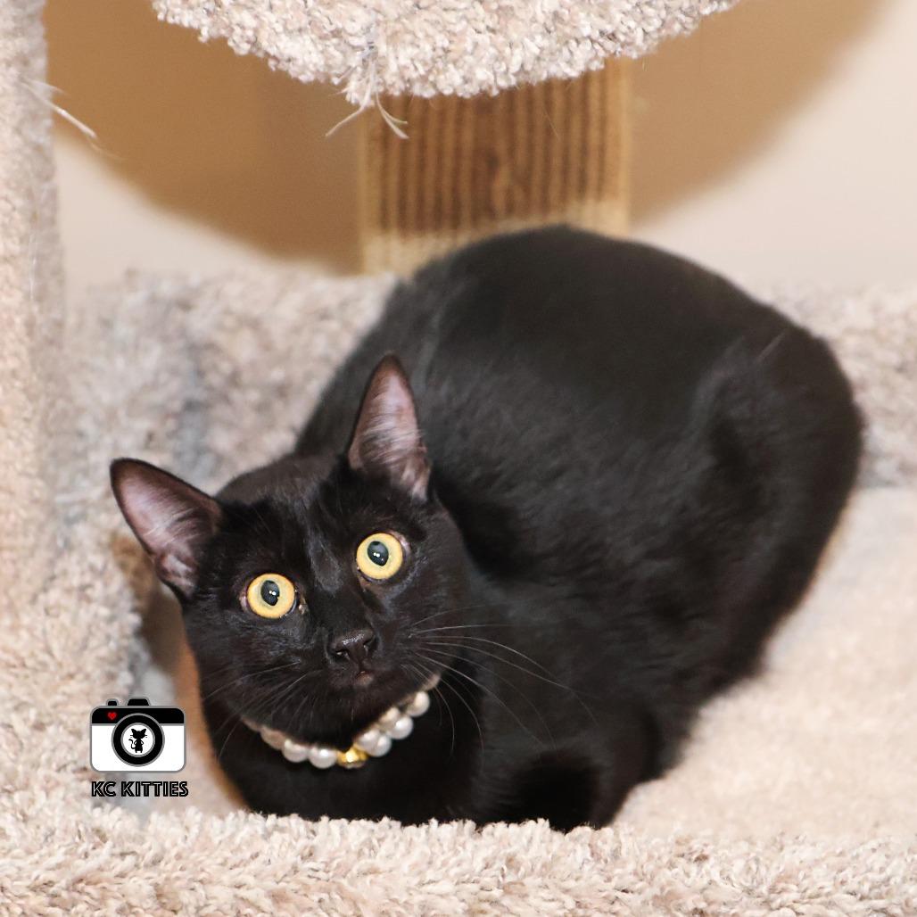 Enlarge Cedella, a Adoptable Domestic Short Hair in FAIRWAY, KS image 3/6