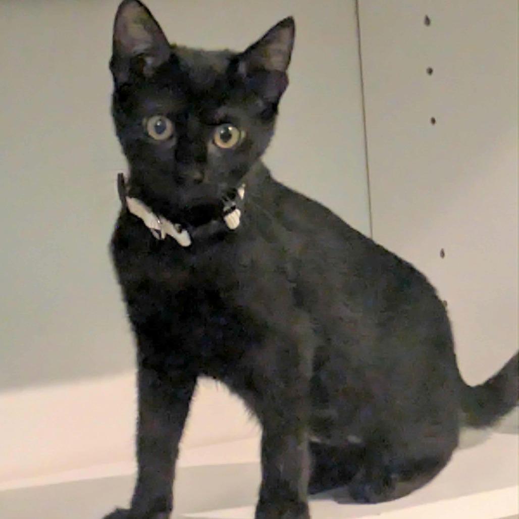 Enlarge Cedella, a Adoptable Domestic Short Hair in FAIRWAY, KS image 2/3