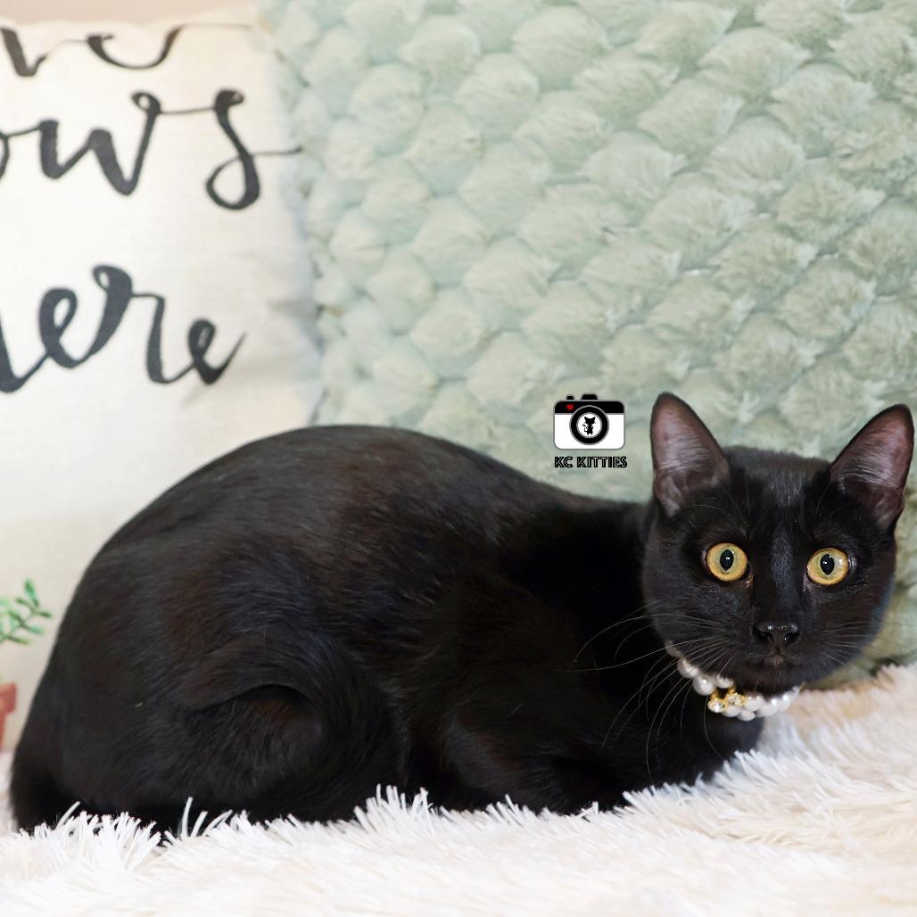 Enlarge Cedella, a Adoptable Domestic Short Hair in FAIRWAY, KS image 4/6