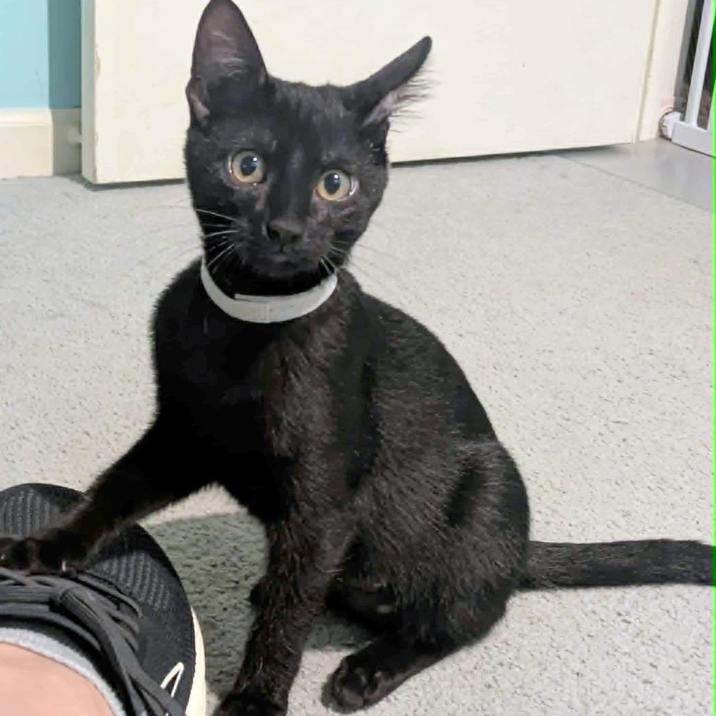 Enlarge Cedella, a Adoptable Domestic Short Hair in FAIRWAY, KS image 3/3