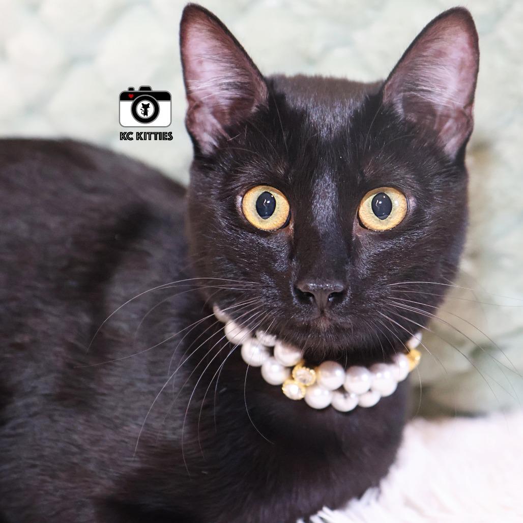 Enlarge Cedella, a Adoptable Domestic Short Hair in FAIRWAY, KS image 5/6