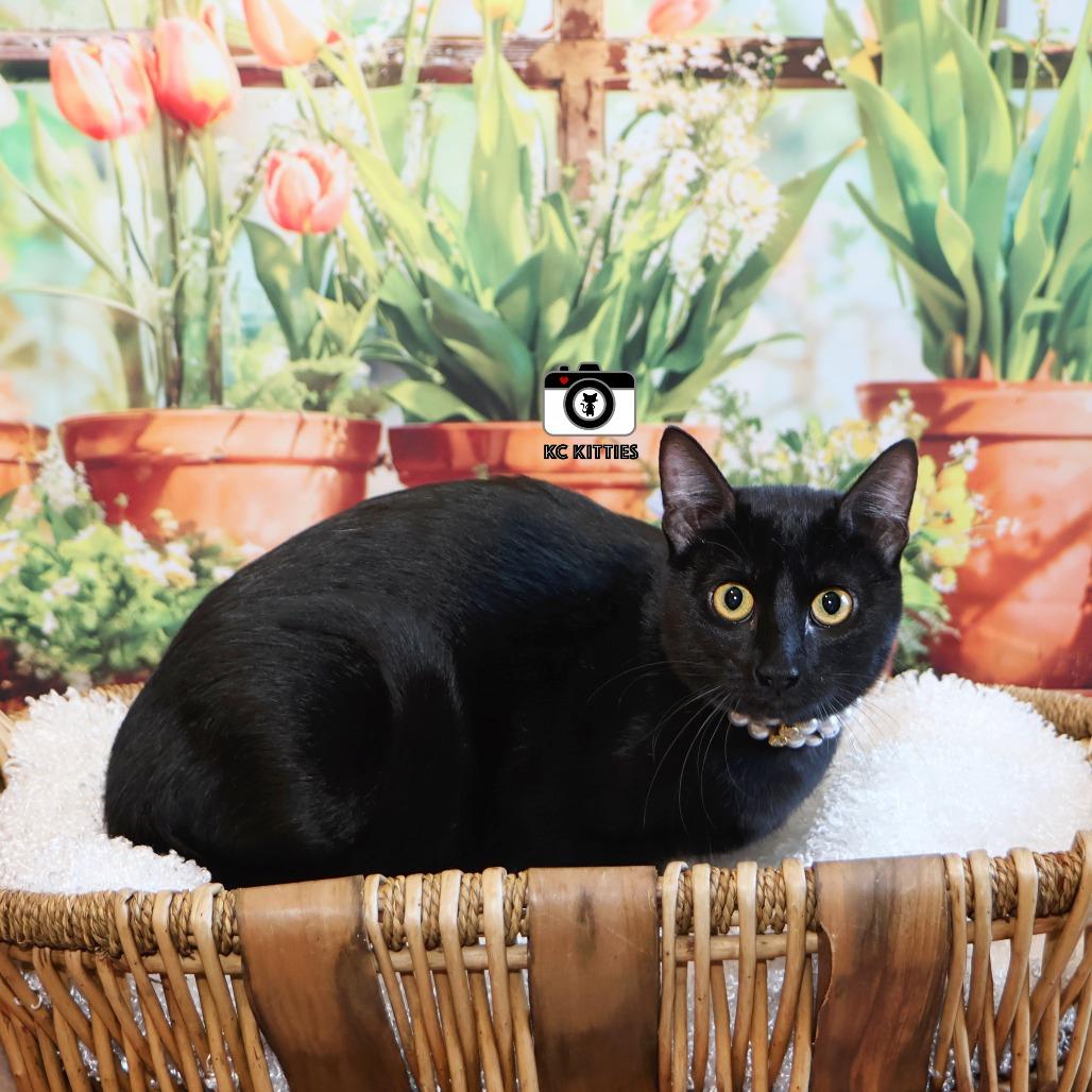 Enlarge Cedella, a Adoptable Domestic Short Hair in FAIRWAY, KS image 6/6