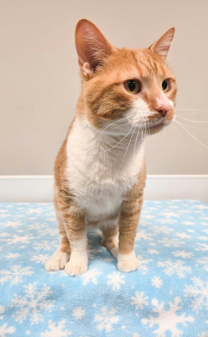 Peppercorn, adopted, Adult Male Domestic Short Hair.