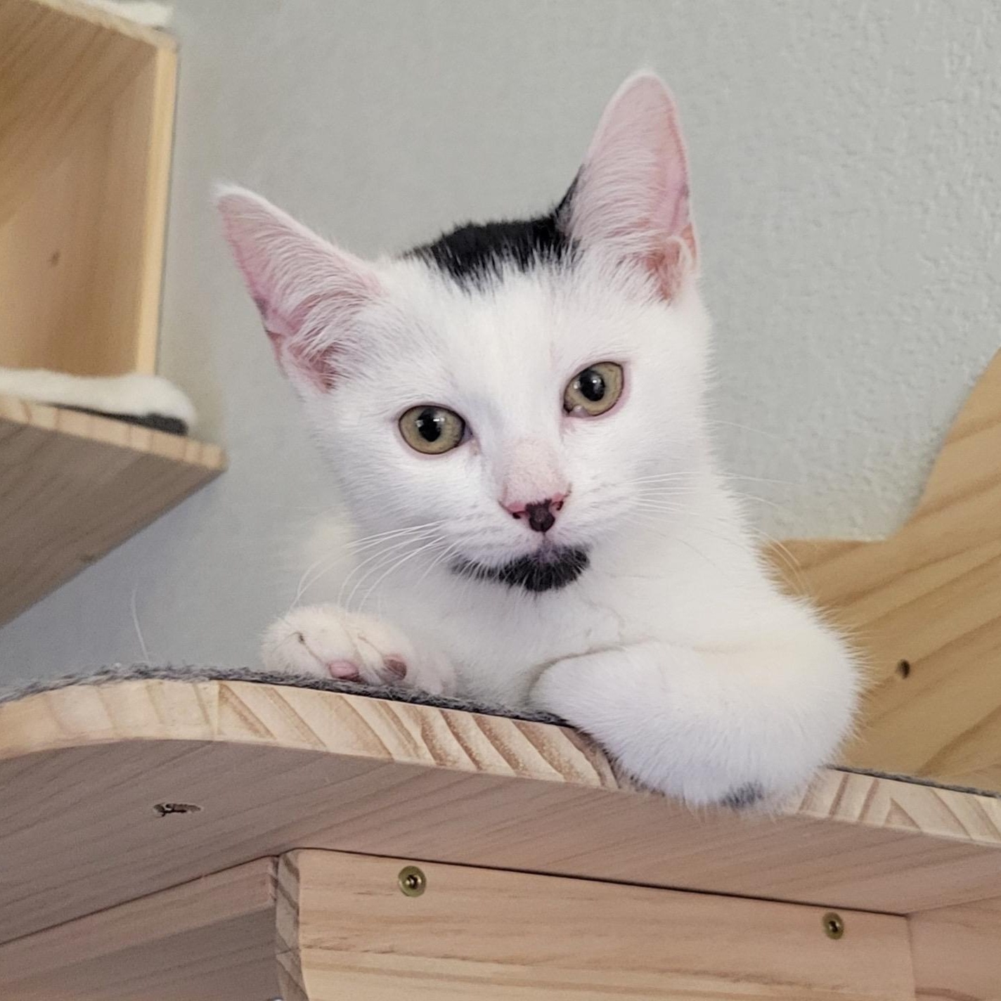 Moira, a Adoptable Domestic Medium Hair in Henderson, NV image 2/4