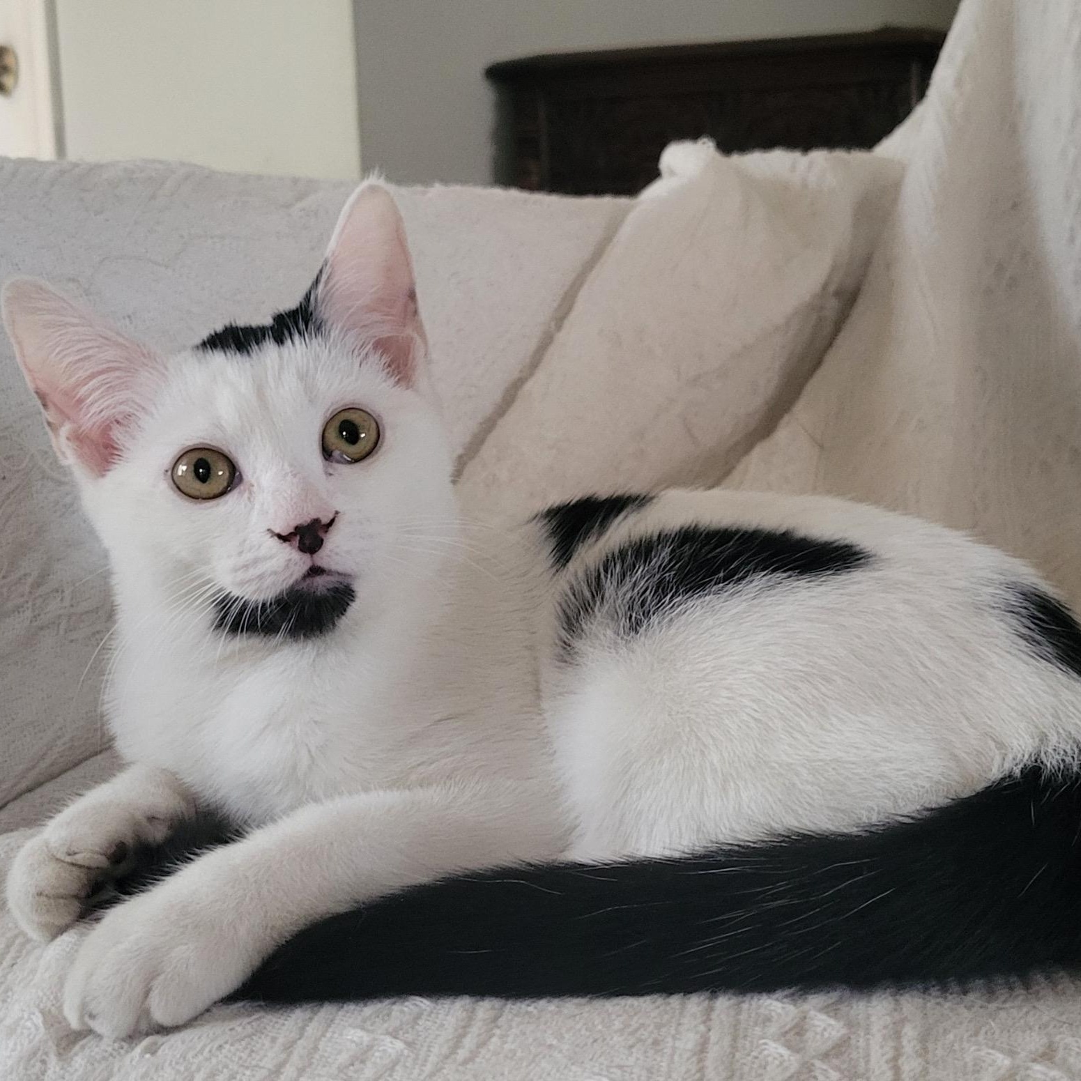 Moira, a Adoptable Domestic Medium Hair in Henderson, NV image 1/4