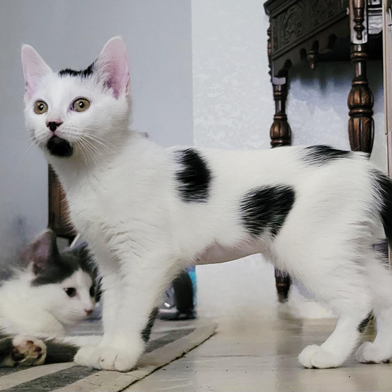 Moira, a Adoptable Domestic Medium Hair in Henderson, NV image 3/4