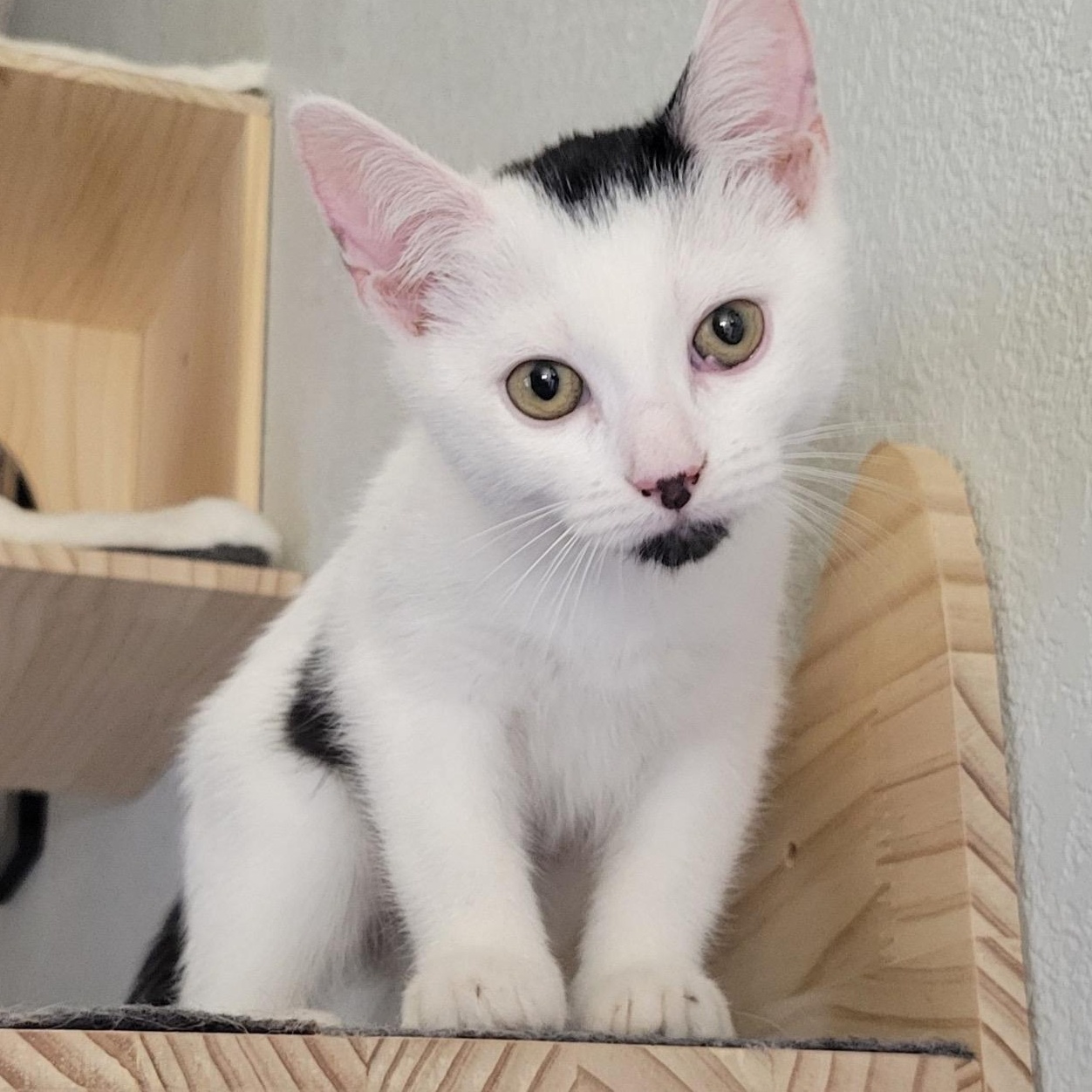 Moira, a Adoptable Domestic Medium Hair in Henderson, NV image 4/4