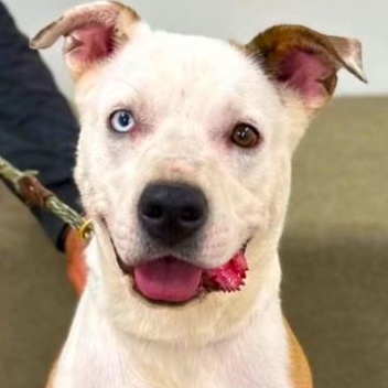 Luna- A Sweet and Gentle Girl