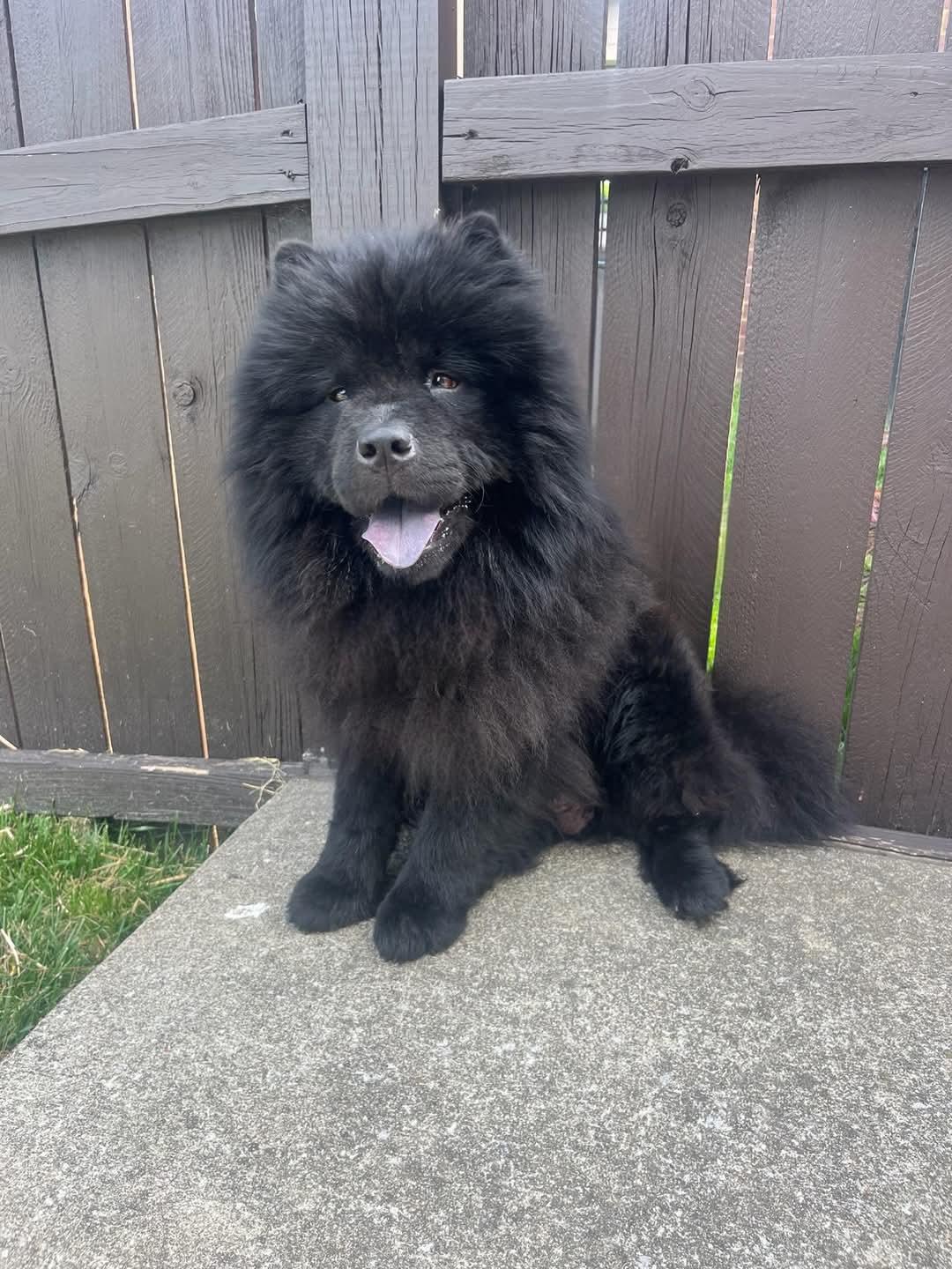 Enlarge Mothman, a Adopted Chow Chow in Franklin, TN image 1/1