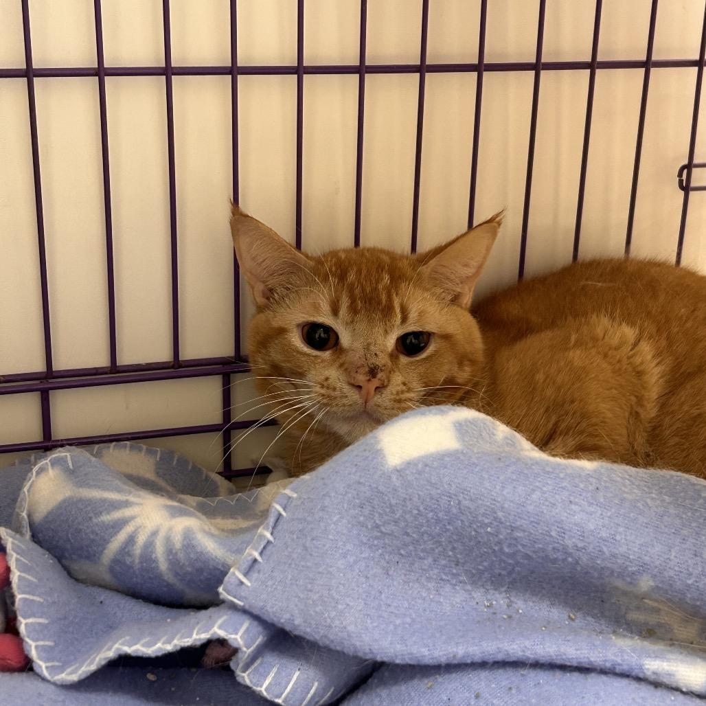 Alfie, Adoptable, Young Male Domestic Short Hair.