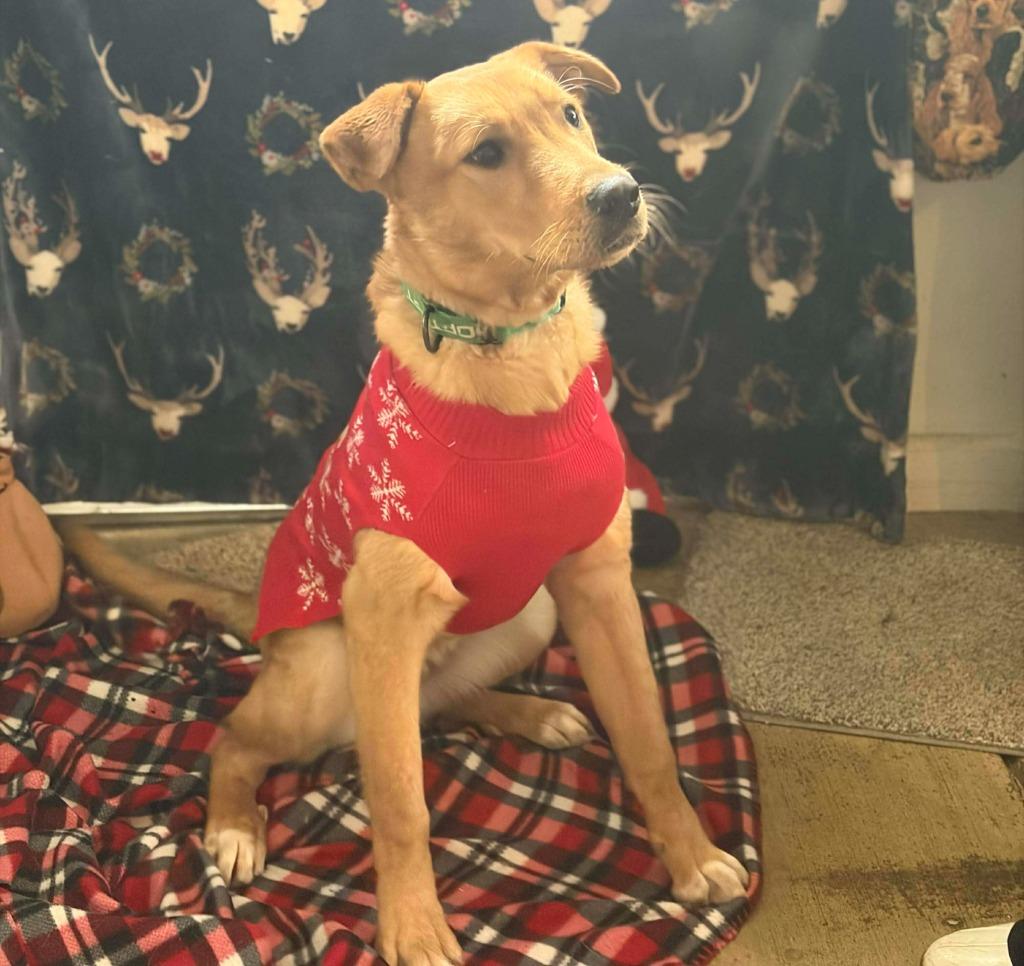 Enlarge Mr Drysdale, a Adopted mixed breed in Sunrise Beach, MO image 2/5