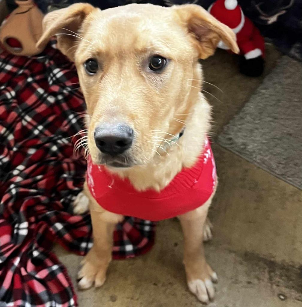 Enlarge Mr Drysdale, a Adopted mixed breed in Sunrise Beach, MO image 5/5