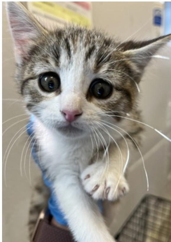 Enlarge Hex, a Adopted Domestic Short Hair in Buena Vista, CO image 2/3