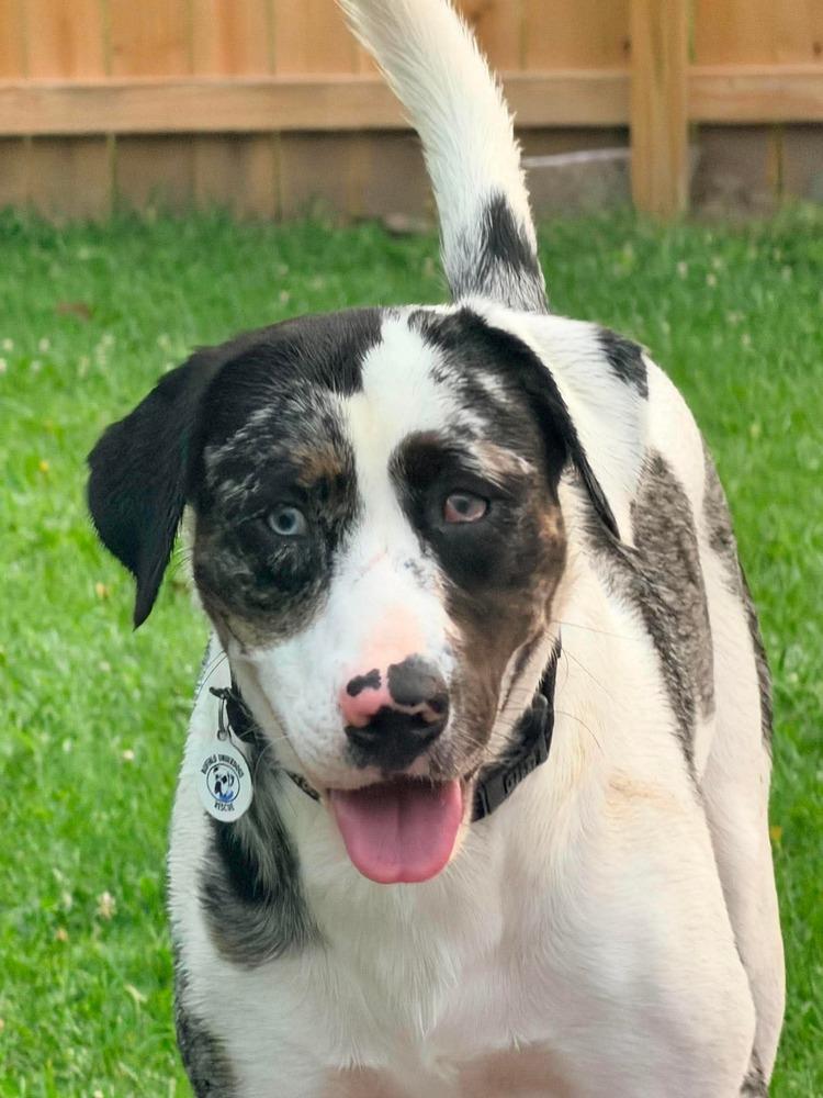 Orion, Adoptable, Adult Male Catahoula Leopard Dog.