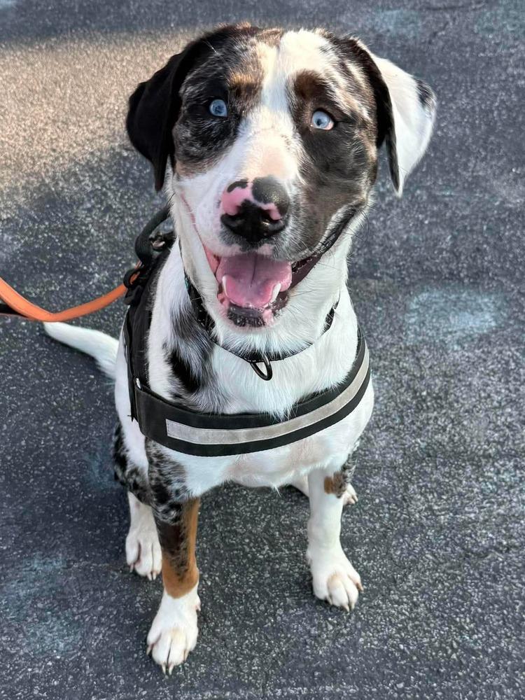 Orion, a Adoptable mixed breed in Amherst, NY image 2/4