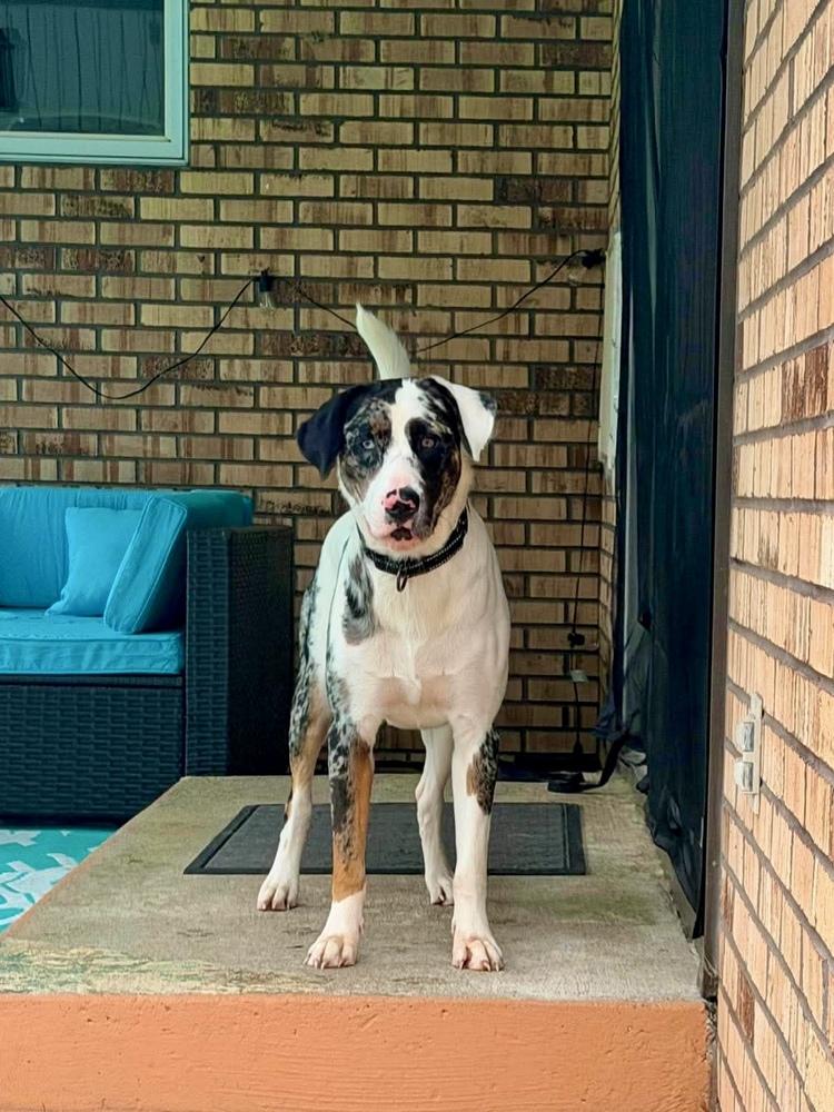 Enlarge Orion, a Adoptable mixed breed in Amherst, NY image 2/3