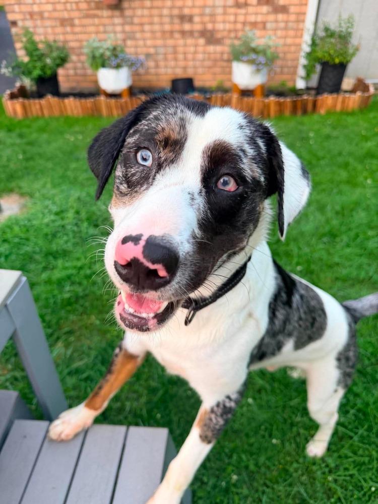 Enlarge Orion, a Adoptable mixed breed in Amherst, NY image 3/3
