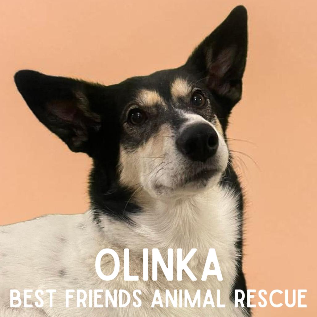 Olinka, Adoptable, Adult Female Husky.