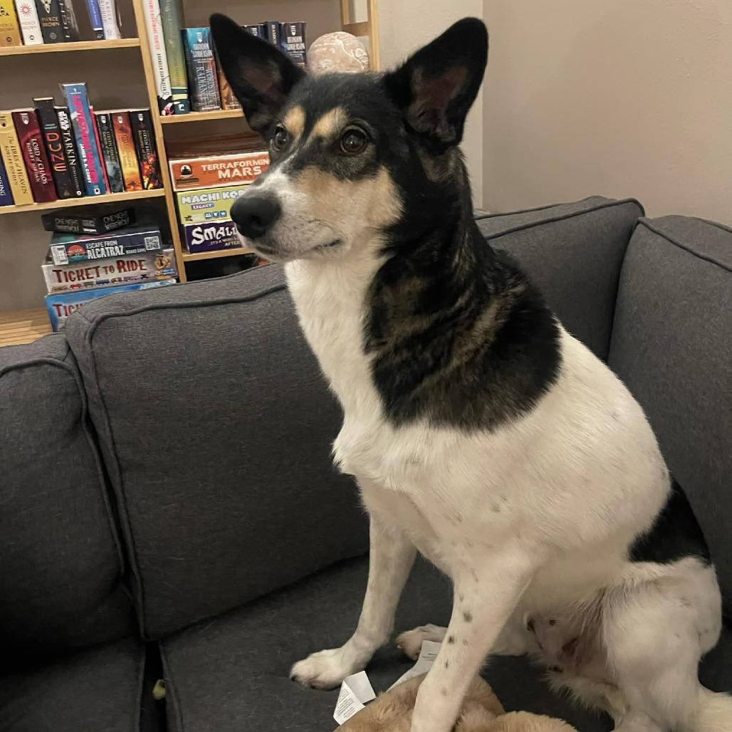 Olinka, Adoptable, Adult Female Husky.