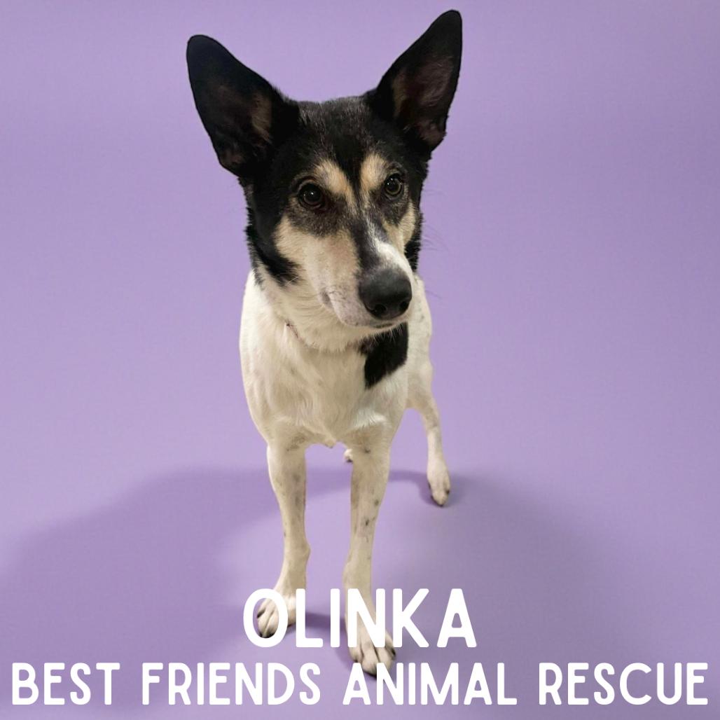 Enlarge Olinka, a Adoptable Husky in Wasilla, AK image 2/6