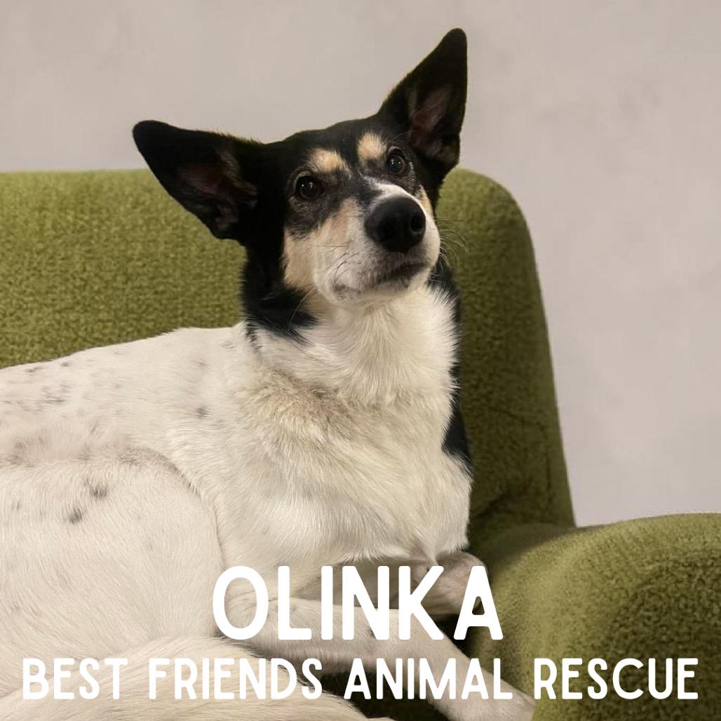 Enlarge Olinka, a Adoptable Husky in Wasilla, AK image 3/6