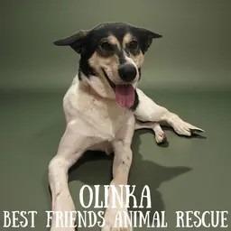Enlarge Olinka, a Adoptable Husky in Wasilla, AK image 3/6