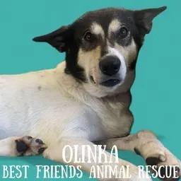 Enlarge Olinka, a Adoptable Husky in Wasilla, AK image 4/6