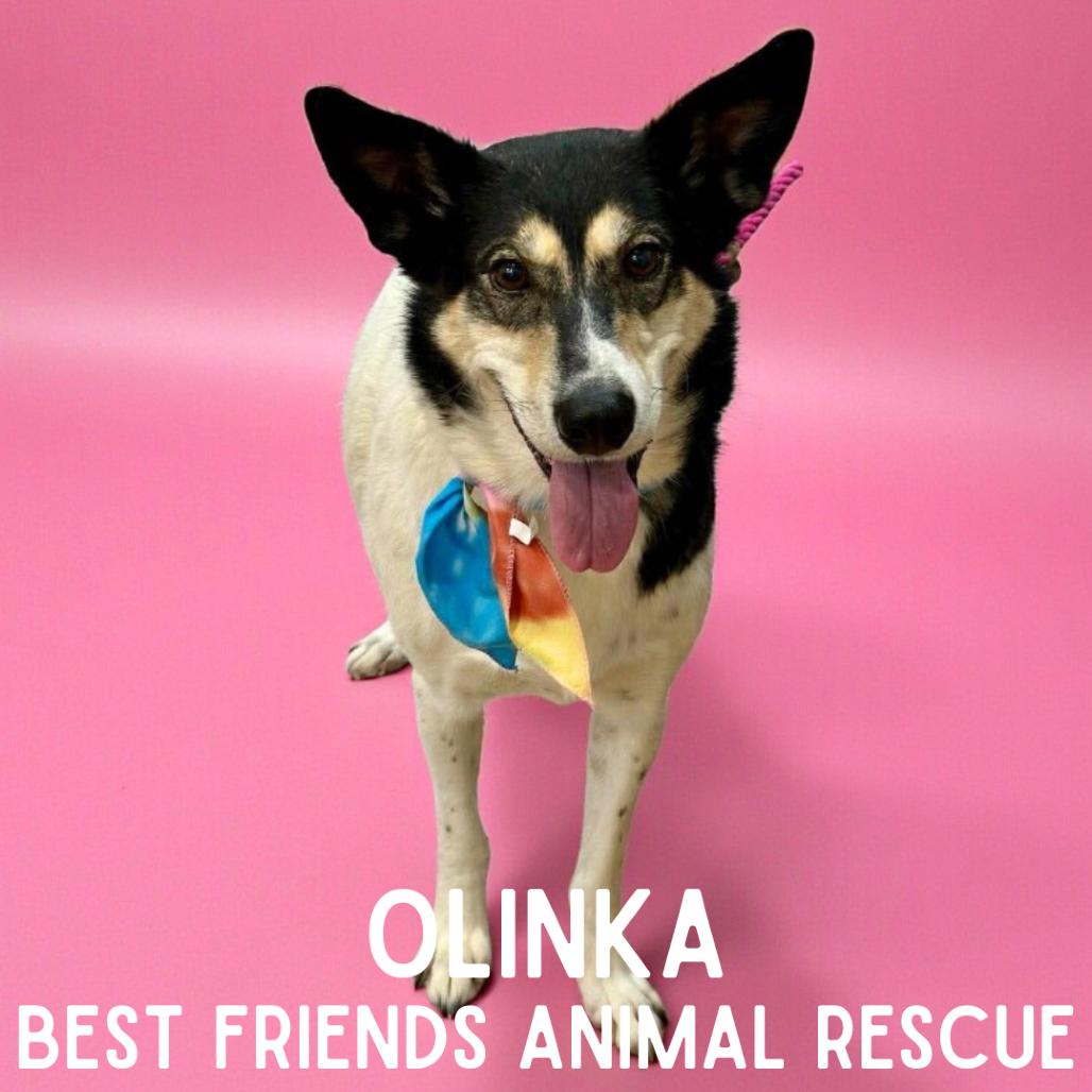 Enlarge Olinka, a Adoptable Husky in Wasilla, AK image 5/6