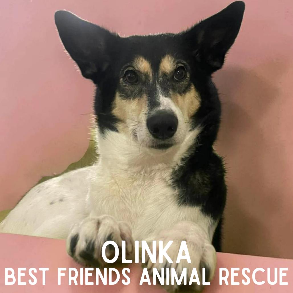 Enlarge Olinka, a Adoptable Husky in Wasilla, AK image 6/6