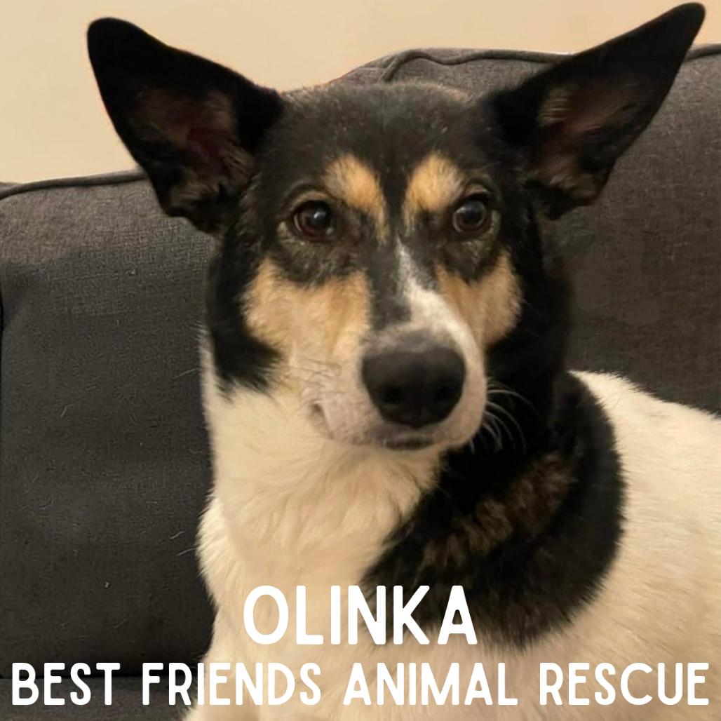 Enlarge Olinka, a Adoptable Husky in Wasilla, AK image 6/6