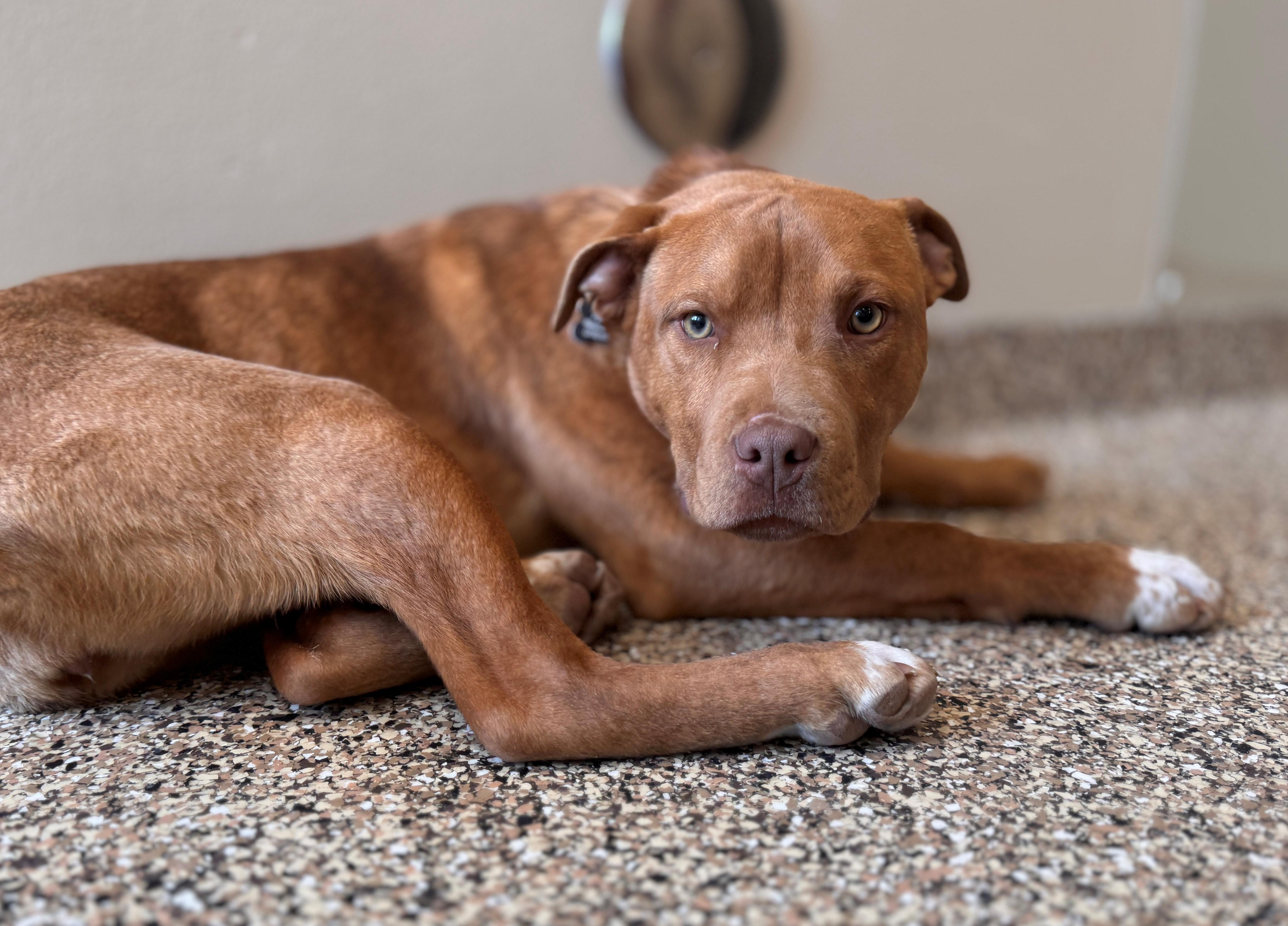 Enlarge Aurora, a ADOPTABLE Mixed Breed in Hackensack, MN image 1/6