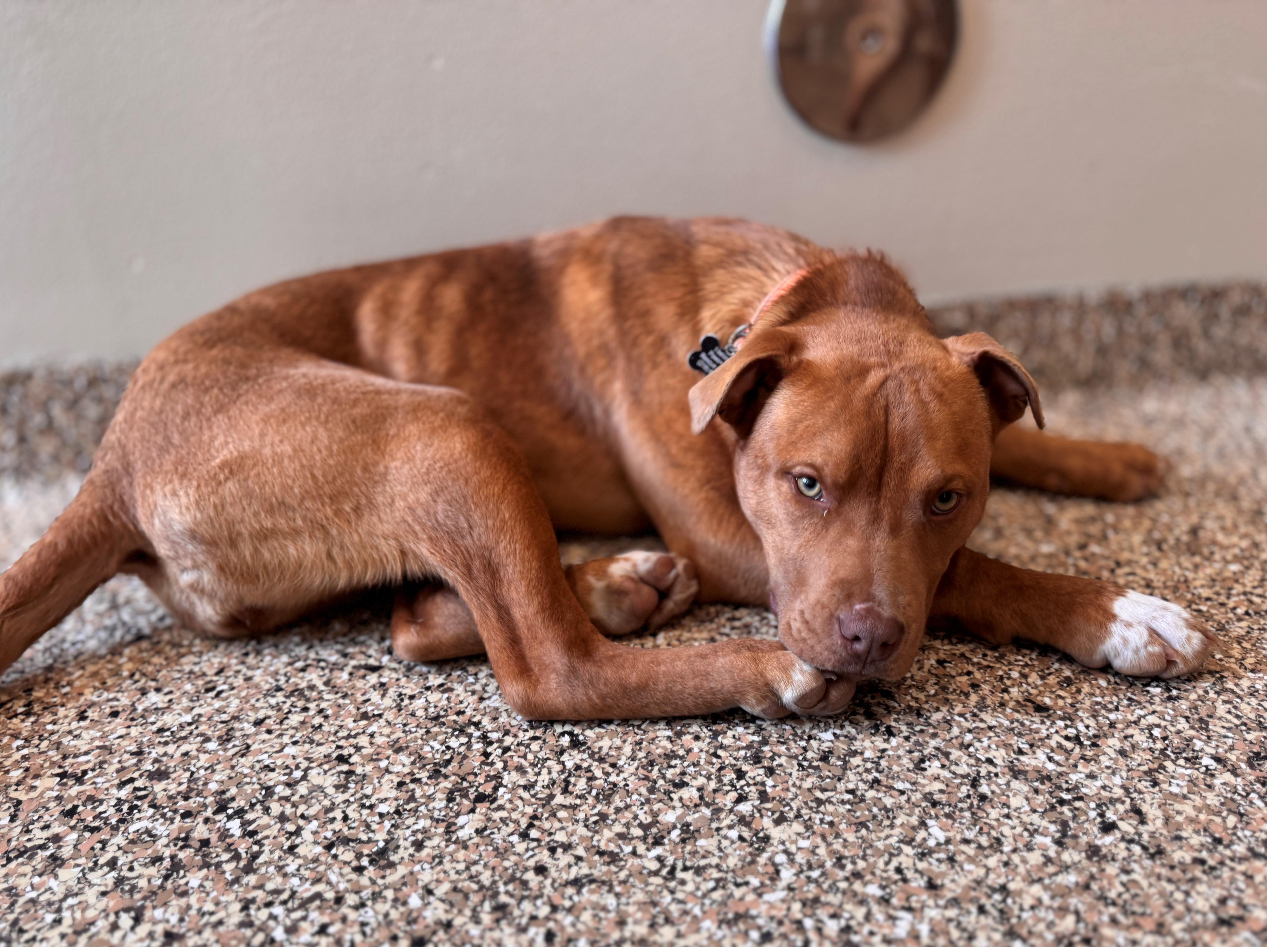 Enlarge Aurora, a ADOPTABLE Mixed Breed in Hackensack, MN image 6/6