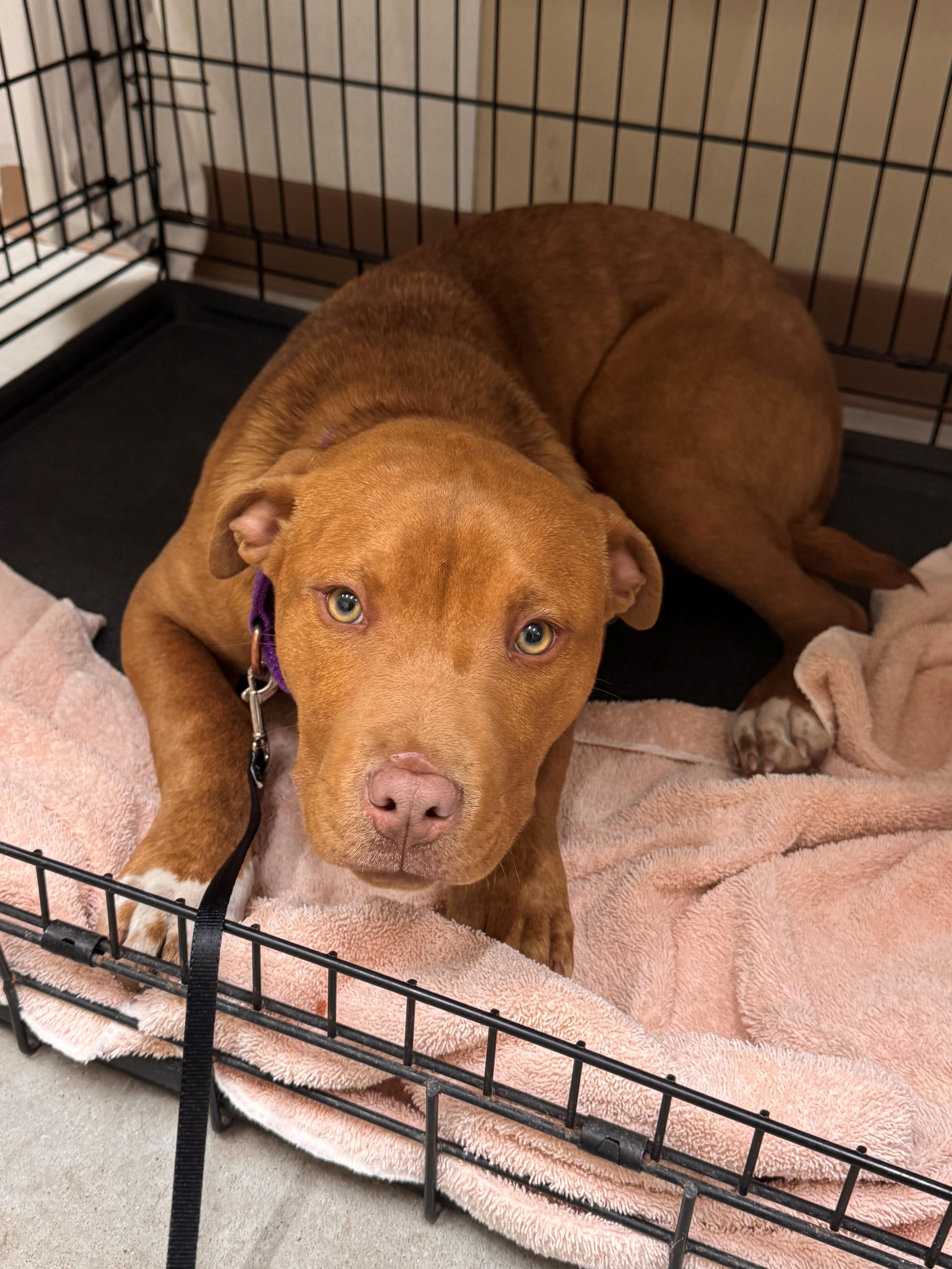 Enlarge Aurora, a ADOPTABLE Mixed Breed in Hackensack, MN image 2/6