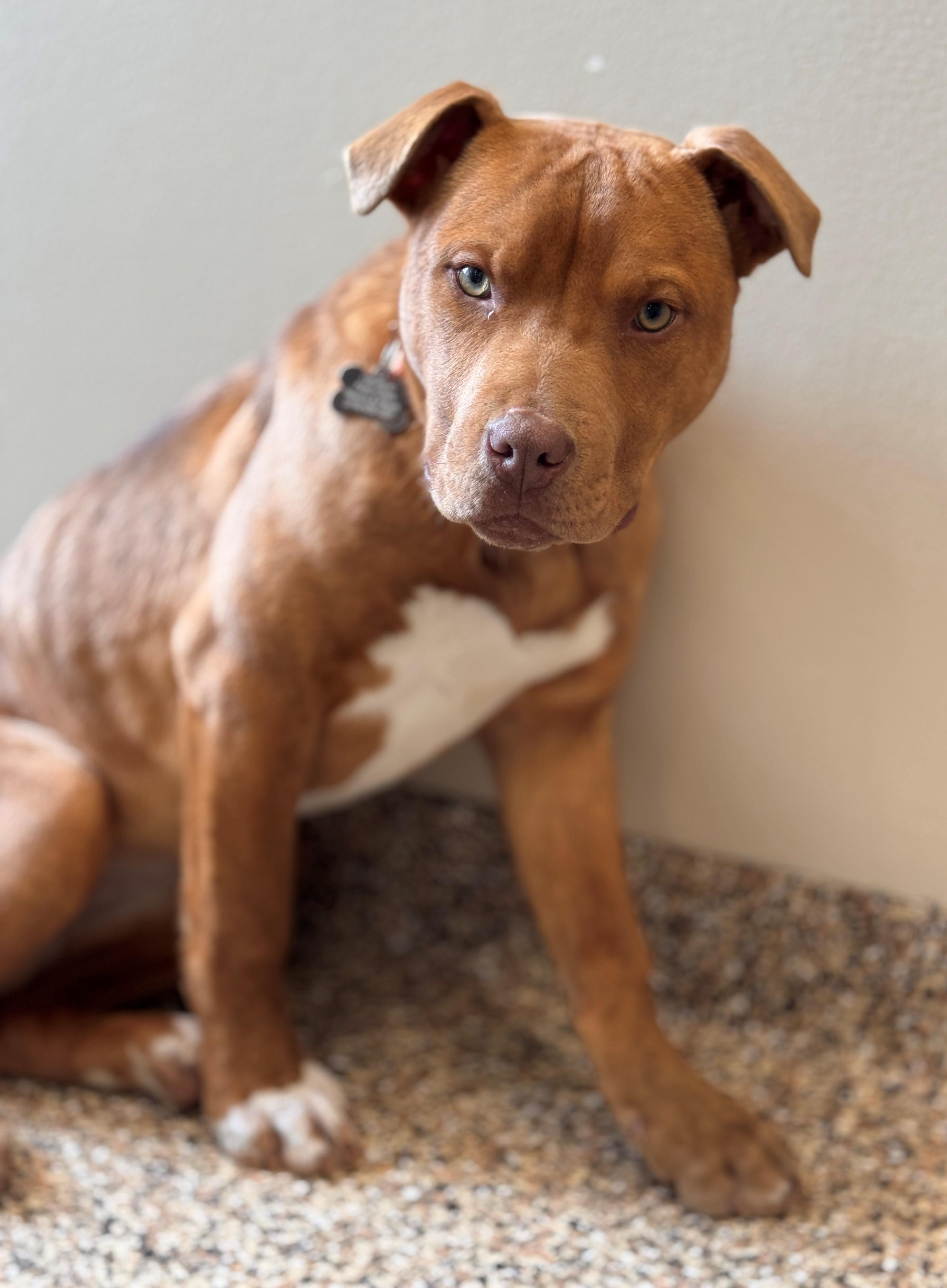 Enlarge Aurora, a ADOPTABLE Mixed Breed in Hackensack, MN image 3/6