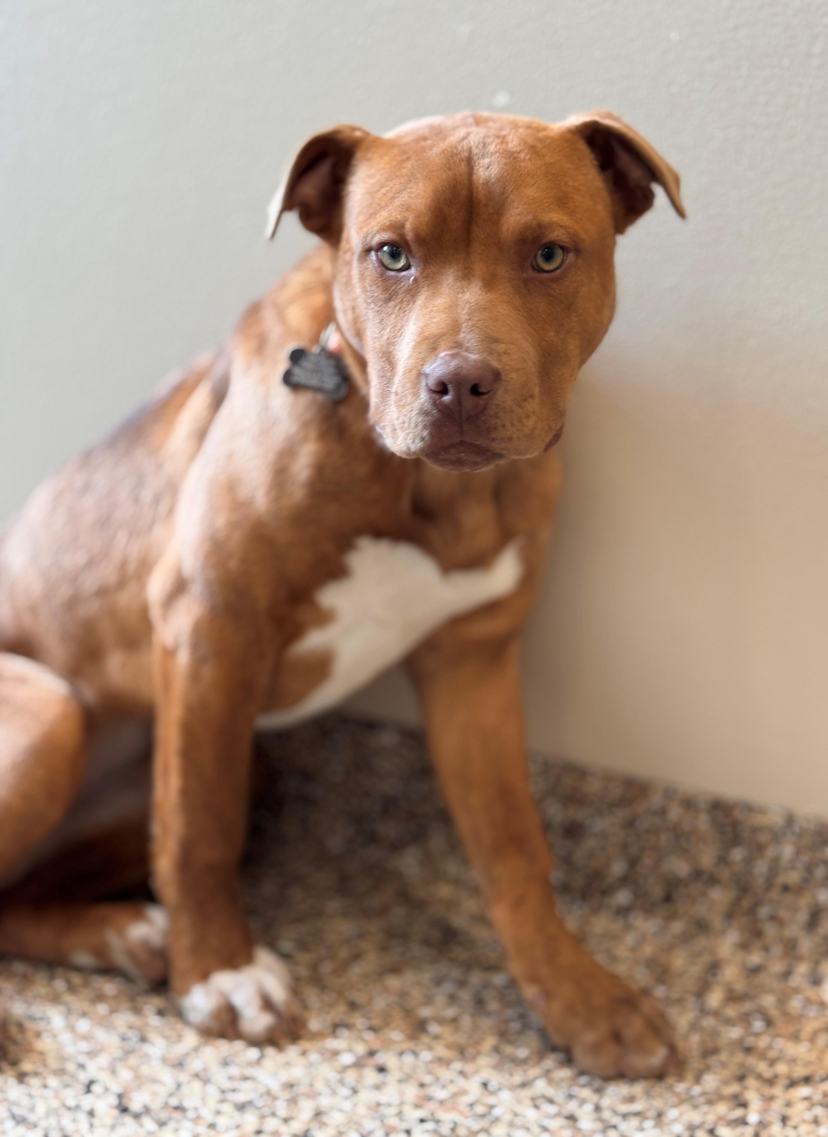 Enlarge Aurora, a ADOPTABLE Mixed Breed in Hackensack, MN image 4/6