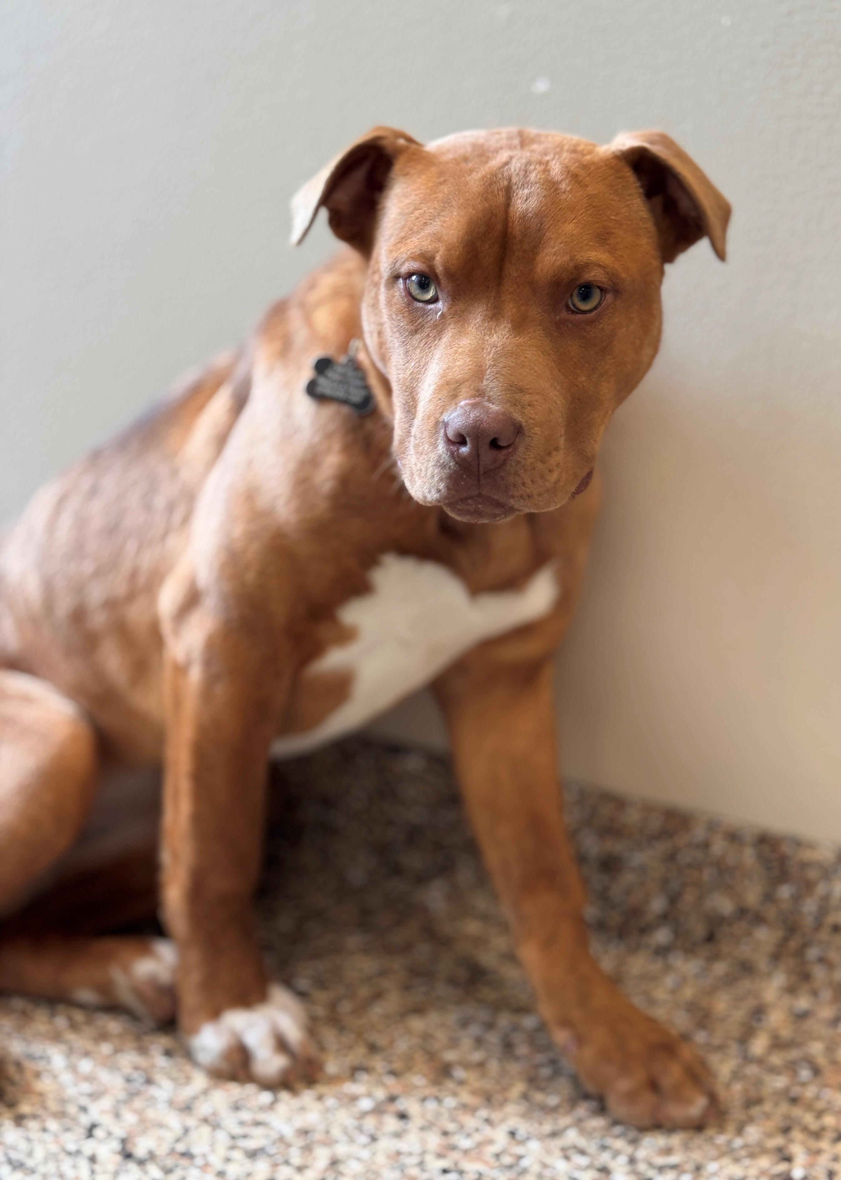 Enlarge Aurora, a ADOPTABLE Mixed Breed in Hackensack, MN image 5/6