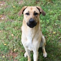 Enlarge Maverick, a Adoptable mixed breed in Columbus, NC image 1/6