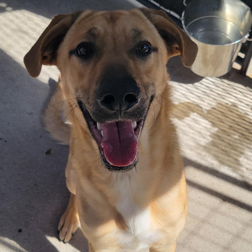 Enlarge Maverick, a Adoptable mixed breed in Columbus, NC image 1/6