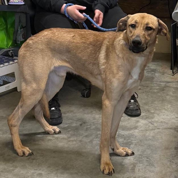 Enlarge Maverick, a Adoptable mixed breed in Columbus, NC image 1/6