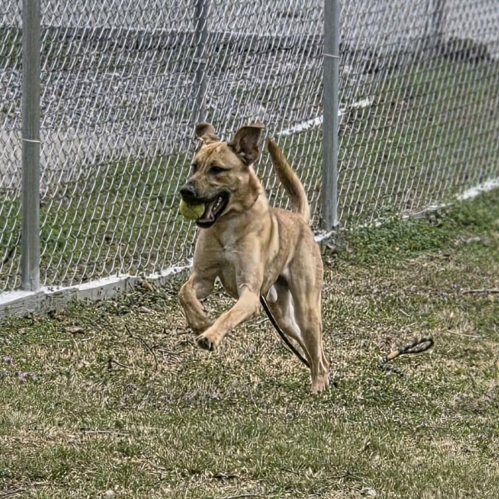 Enlarge Maverick, a Adoptable mixed breed in Columbus, NC image 2/6