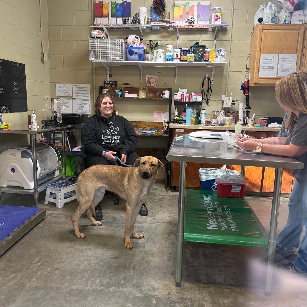 Enlarge Maverick, a Adoptable mixed breed in Columbus, NC image 3/6