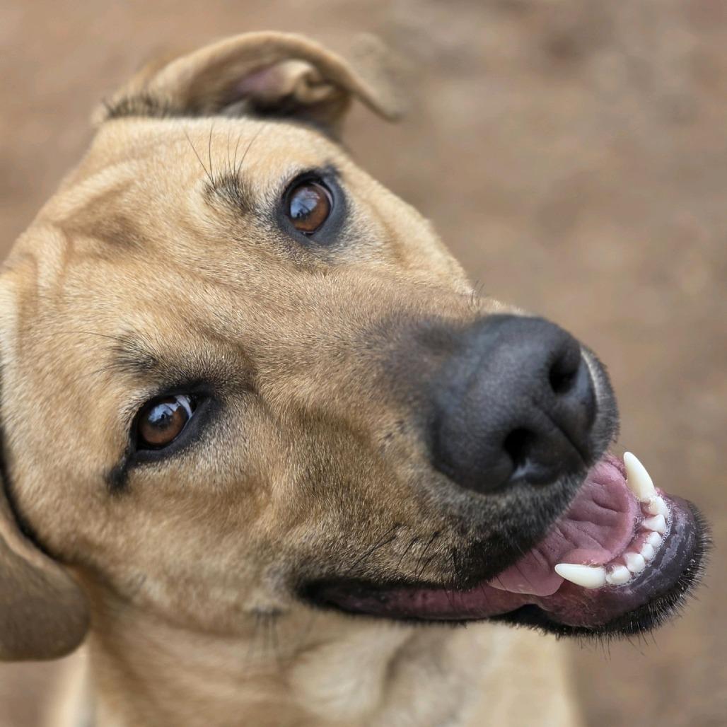 Enlarge Maverick, a Adoptable mixed breed in Columbus, NC image 4/6