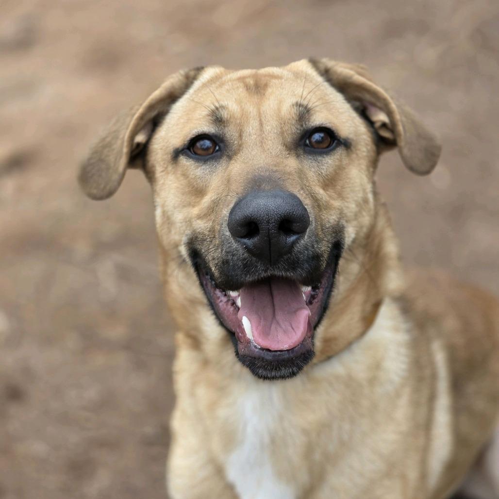Enlarge Maverick, a Adoptable mixed breed in Columbus, NC image 5/6