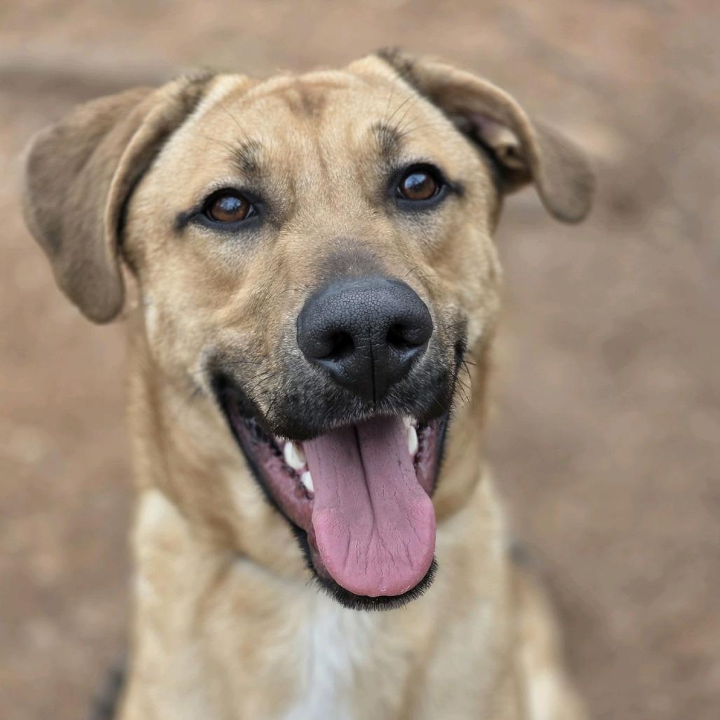 Enlarge Maverick, a Adoptable mixed breed in Columbus, NC image 6/6