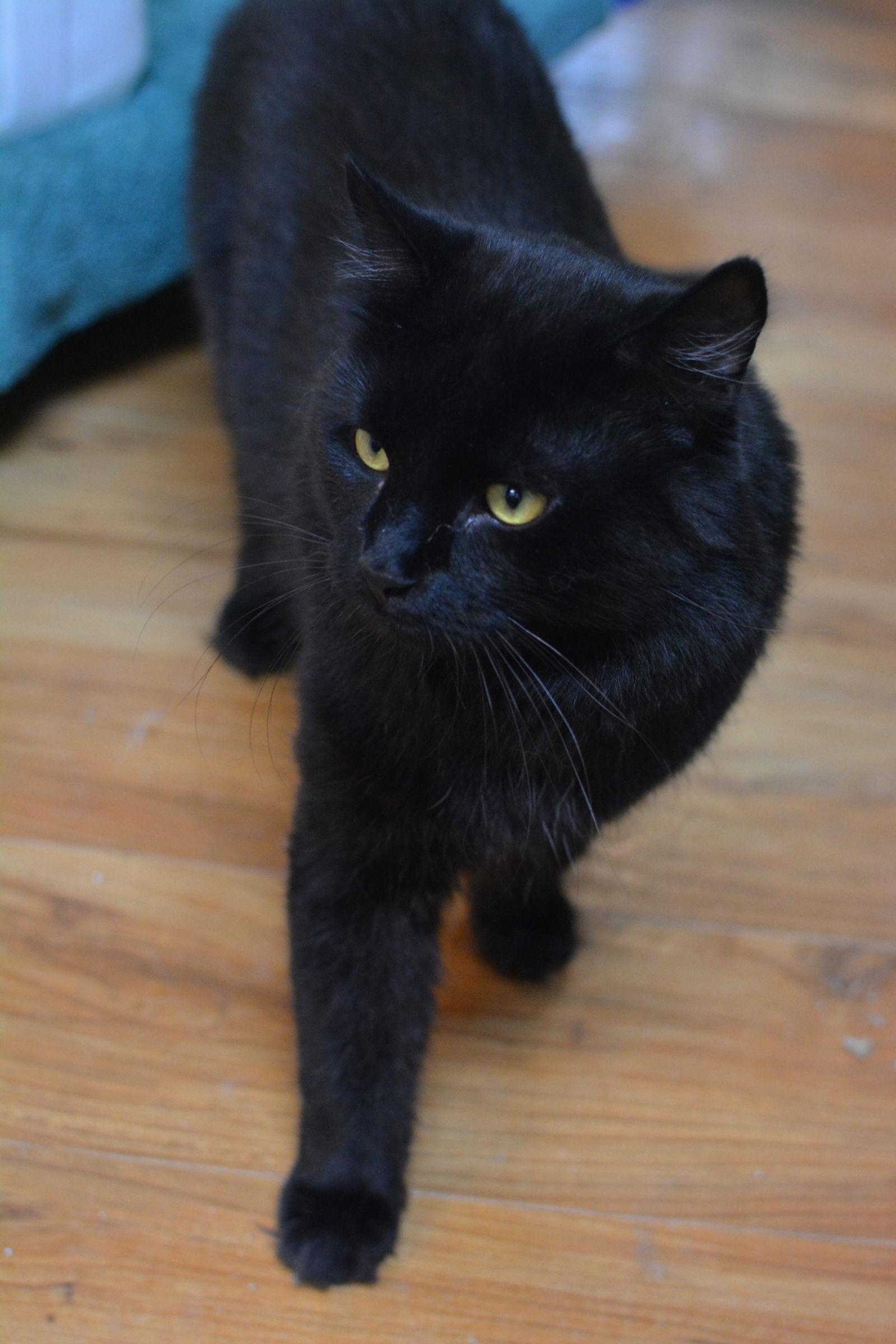Spicy, a Adopted Domestic Long Hair in Montreal, QC image 1/2