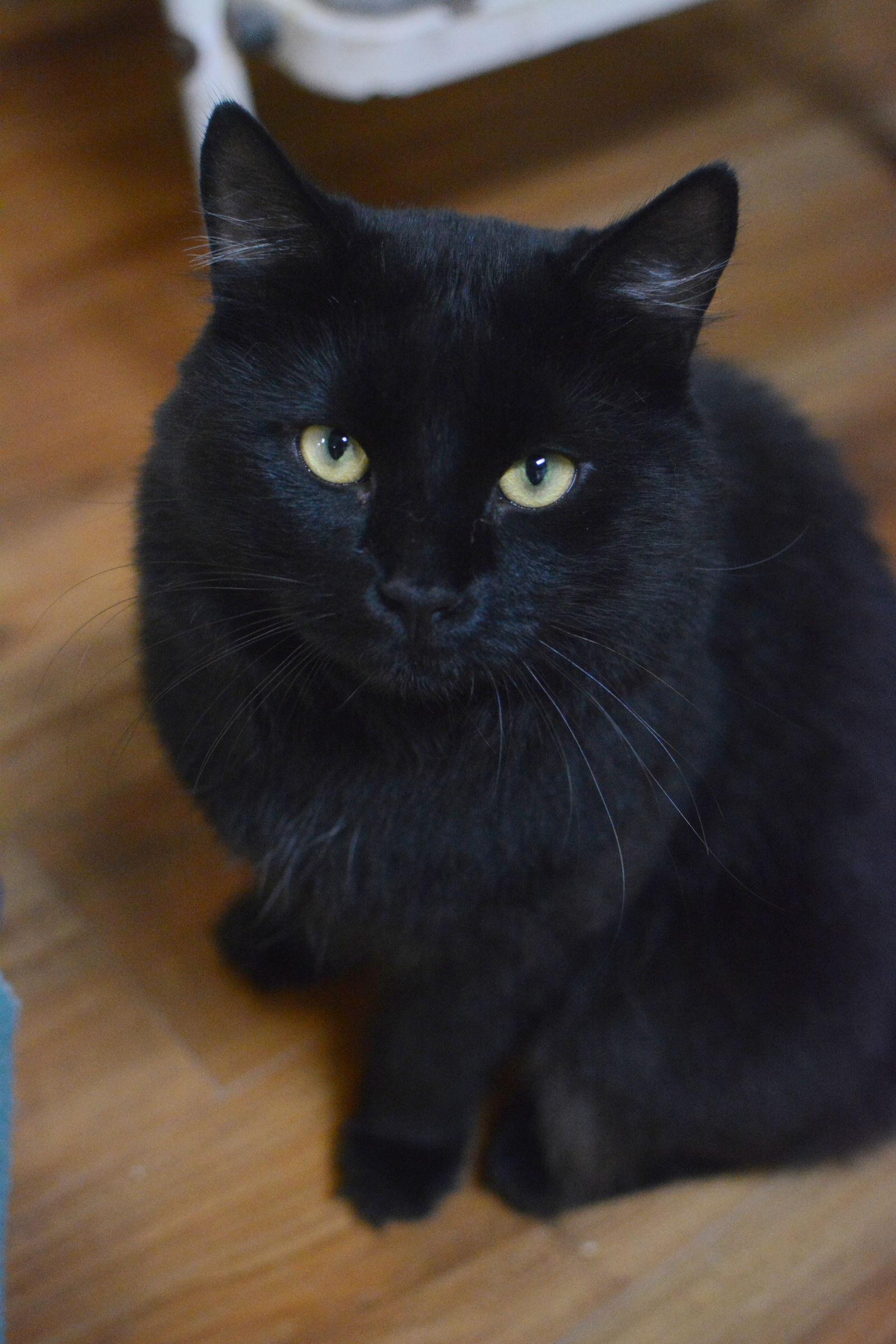 Spicy, a Adopted Domestic Long Hair in Montreal, QC image 2/2