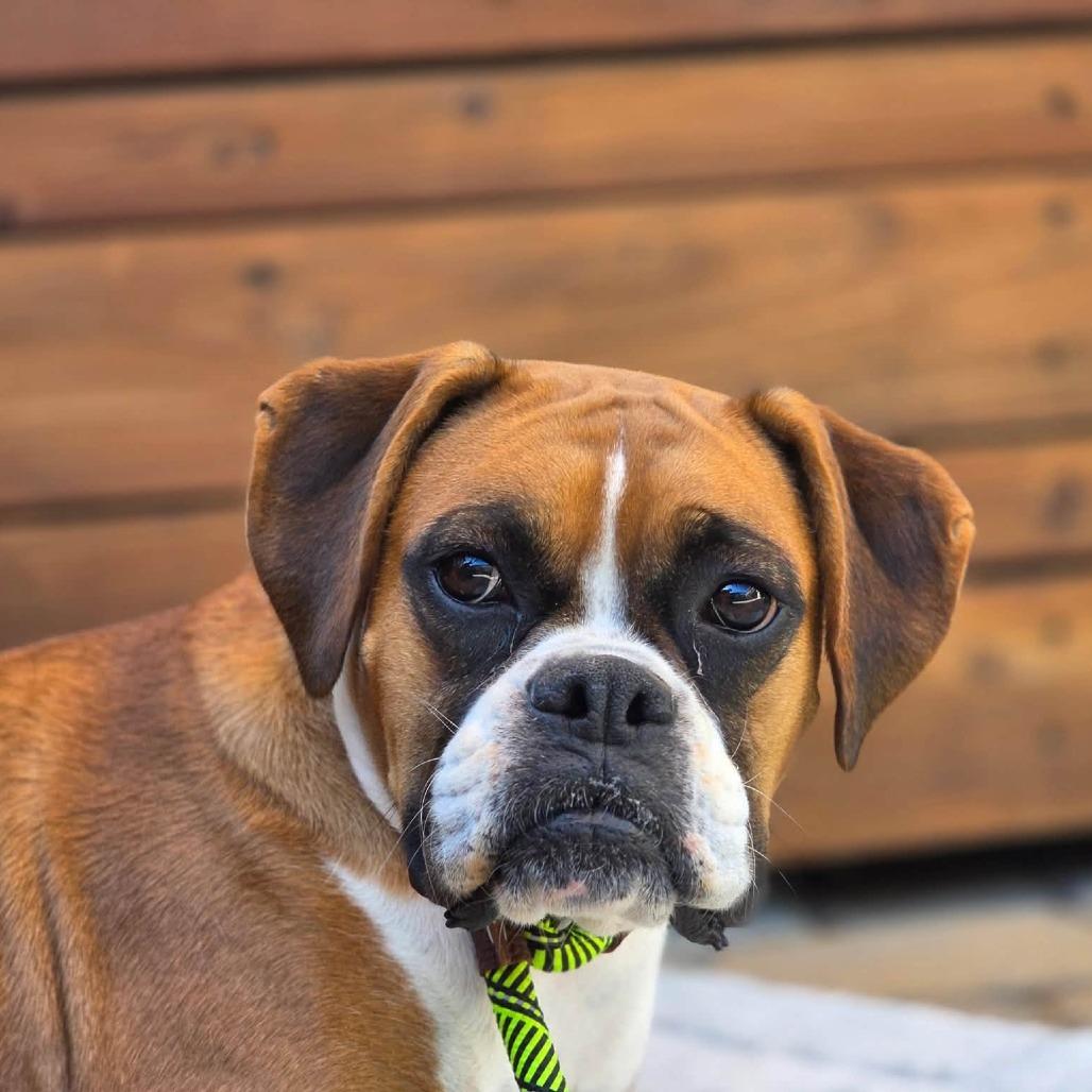 Lady, Adoptable, Adult Female Boxer.