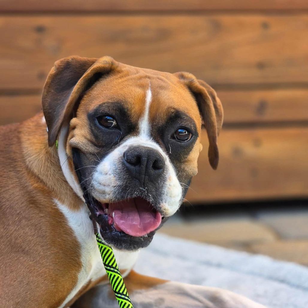 Enlarge Lady, a Adoptable Boxer in McMinnville, OR image 2/2